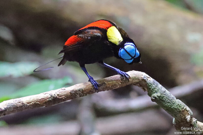 Wilson's Bird-of-paradise male adult