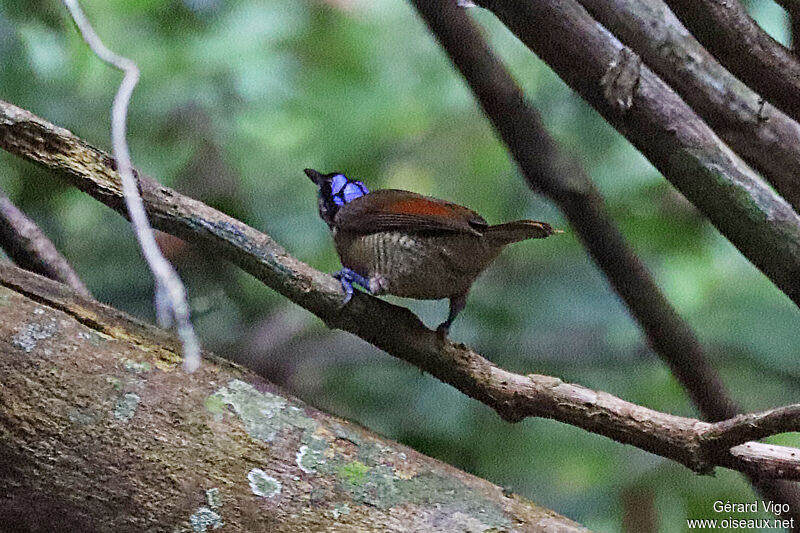 Wilson's Bird-of-paradise female adult