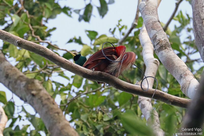 Red Bird-of-paradise male adult