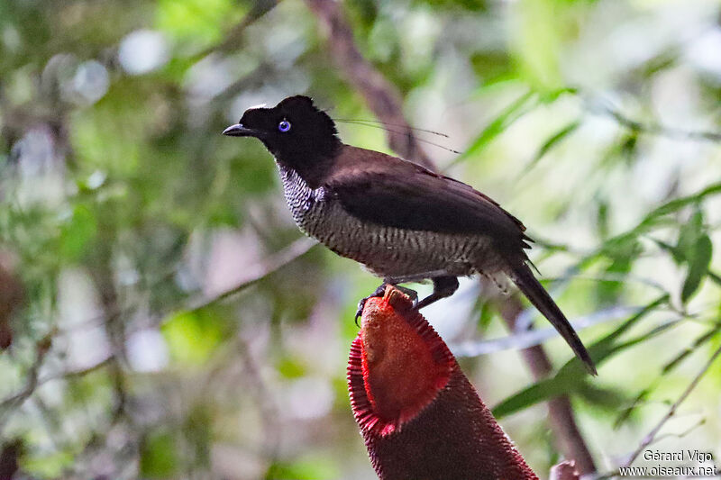 Western Parotia male adult, eats