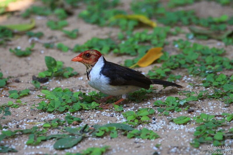 Yellow-billed Cardinalimmature