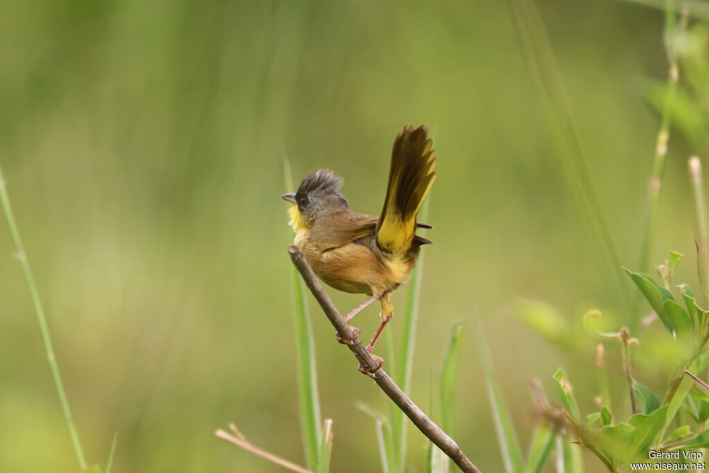 Paruline à calotte grise