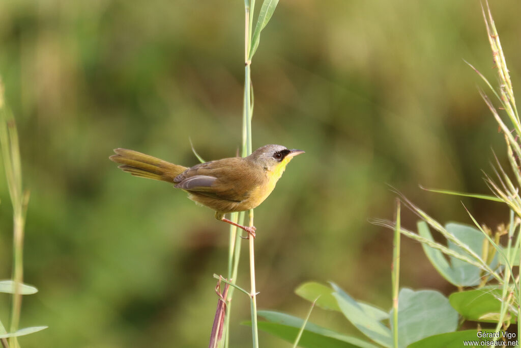 Paruline à calotte grise
