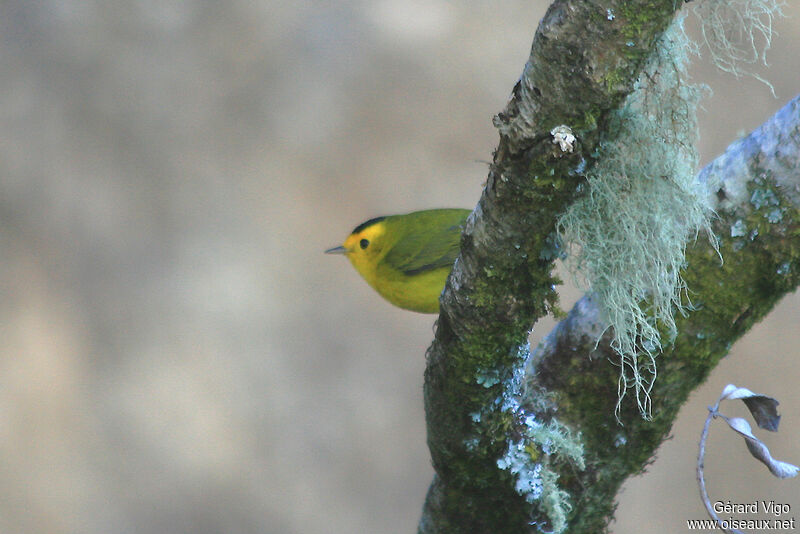 Wilson's Warbler male adult