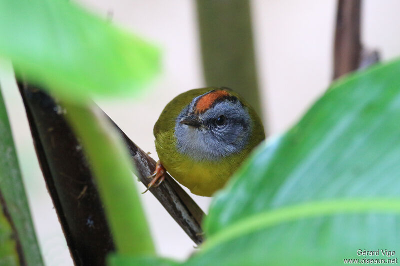 Russet-crowned Warbleradult