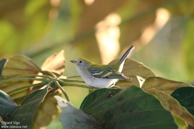 Chestnut-sided Warblerjuvenile, identification