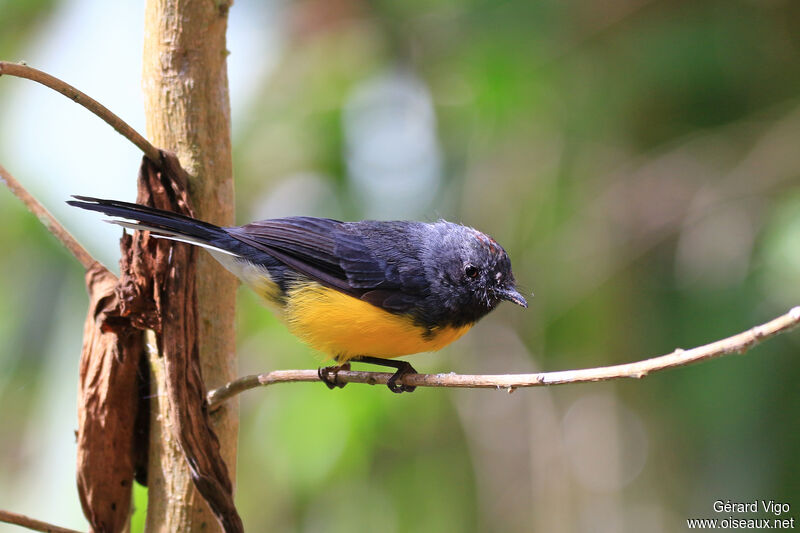 Slate-throated Whitestartadult