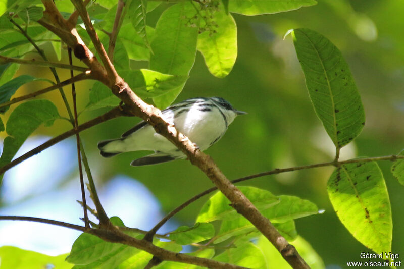 Paruline azuréeadulte