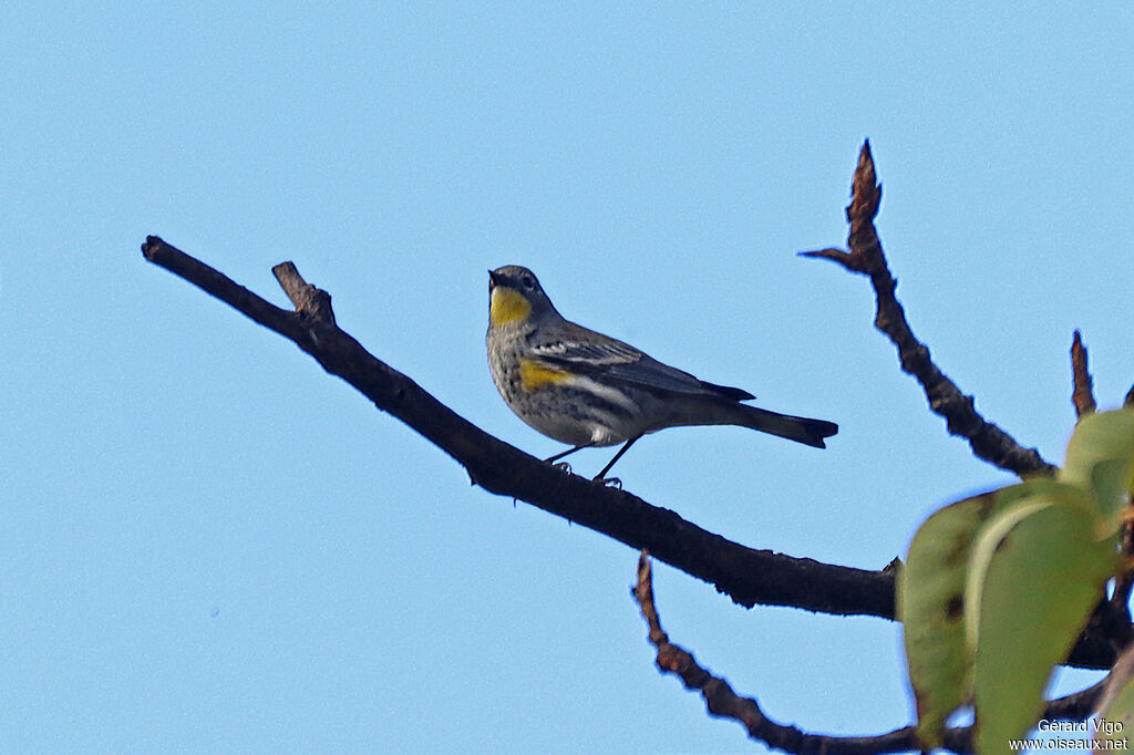 Paruline d'Audubonadulte