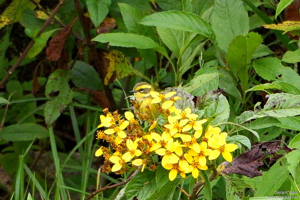 Paruline de Townsend