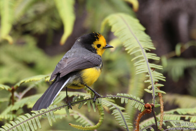 Paruline doréeadulte