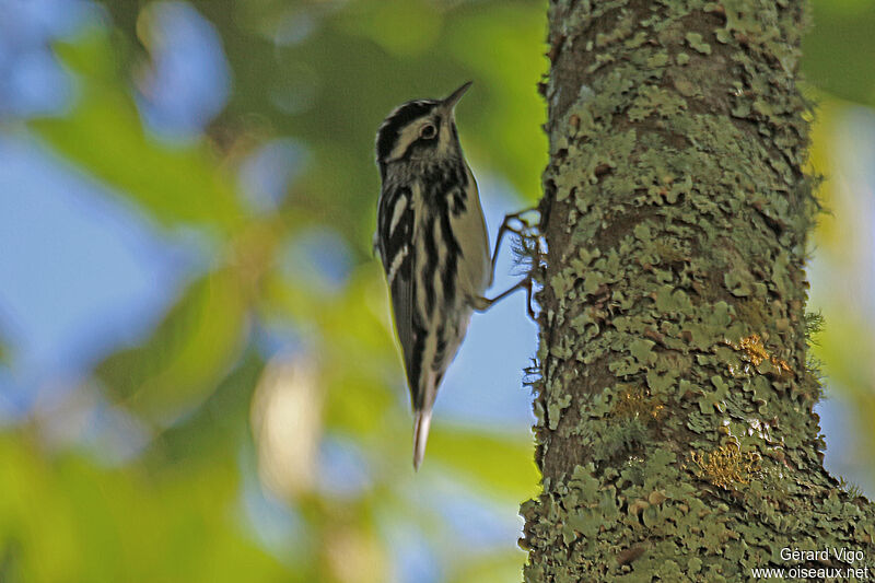 Black-and-white Warbleradult