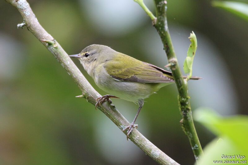 Paruline obscureadulte