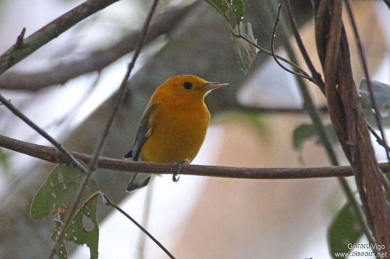 Paruline orangéeadulte