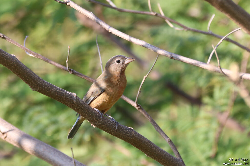Passerin à ventre rose
