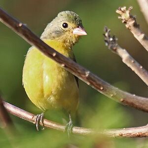 Passerin arc-en-ciel