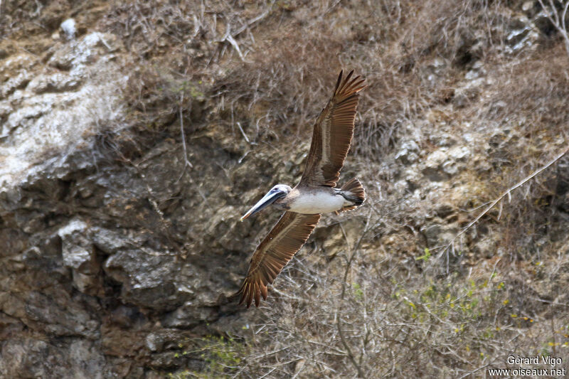 Brown Pelicanadult, Flight