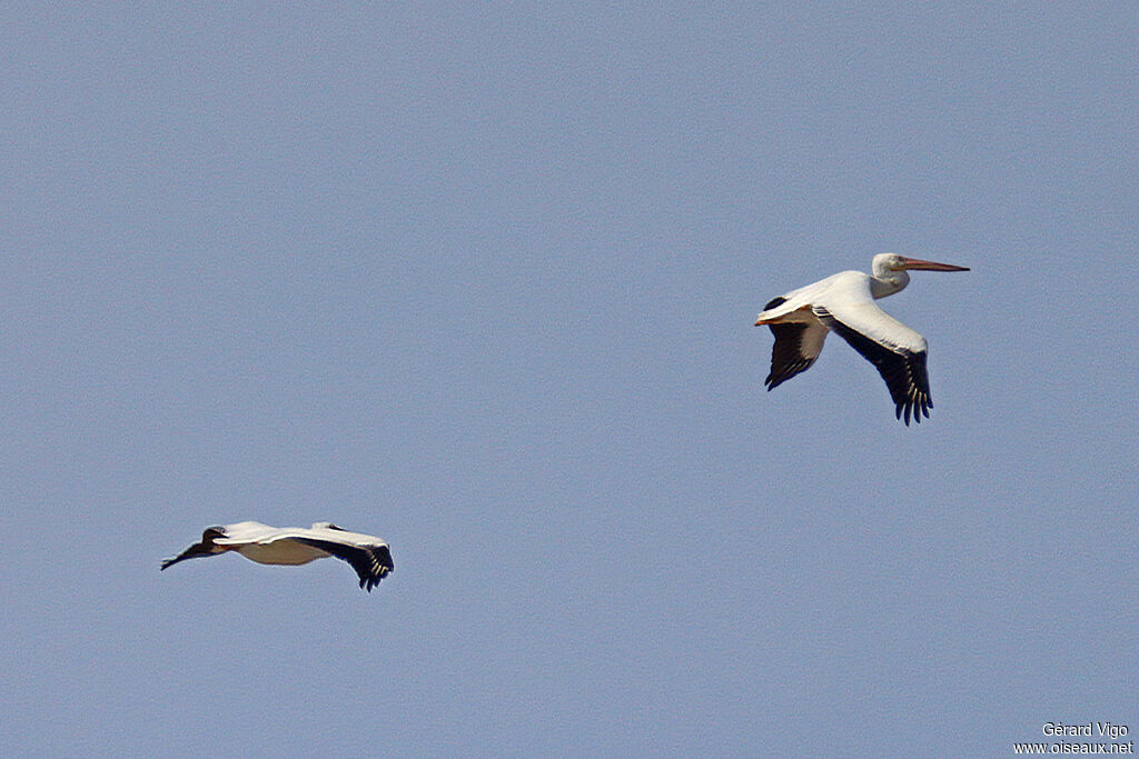 American White Pelican