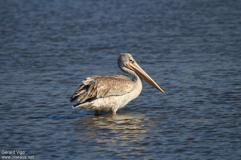 Pink-backed PelicanFirst year, identification