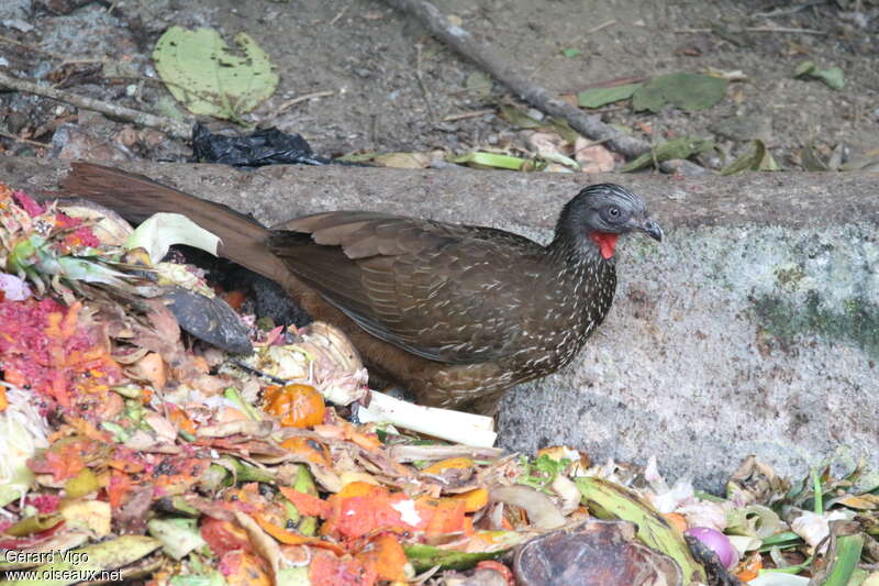 Band-tailed Guanadult, identification