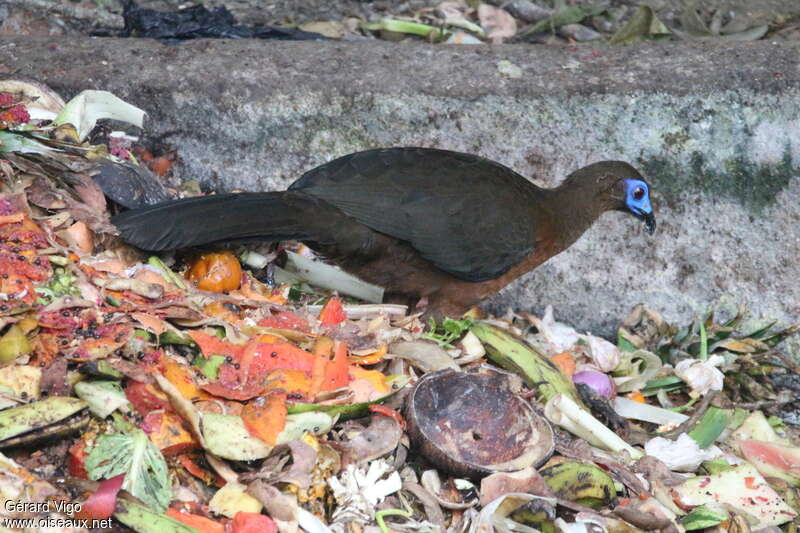 Pénélope de Goudotadulte, identification