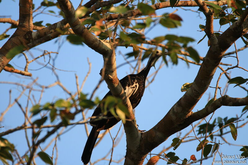 White-throated Piping Guan