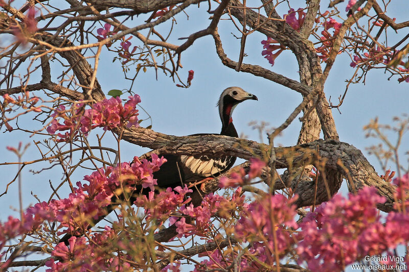 White-throated Piping Guanadult