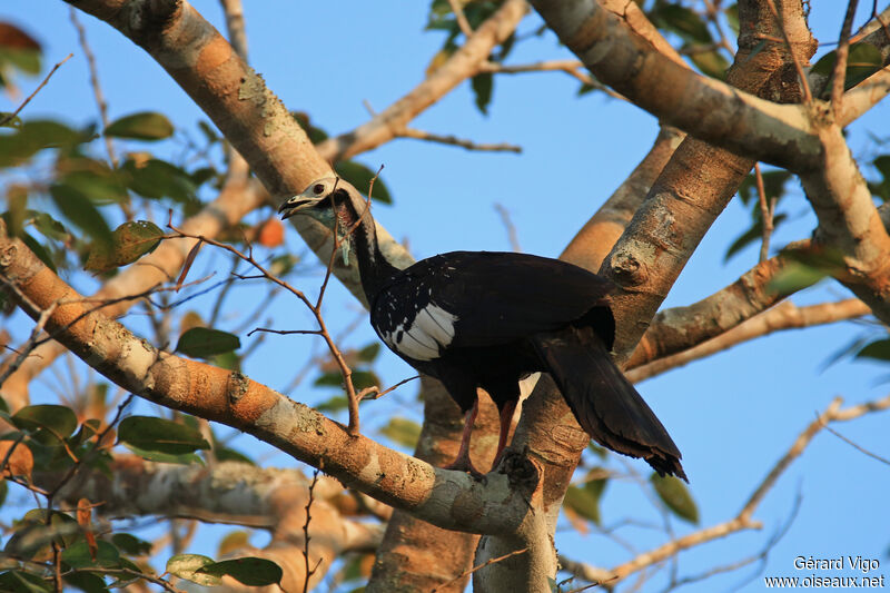 White-throated Piping Guanadult, identification