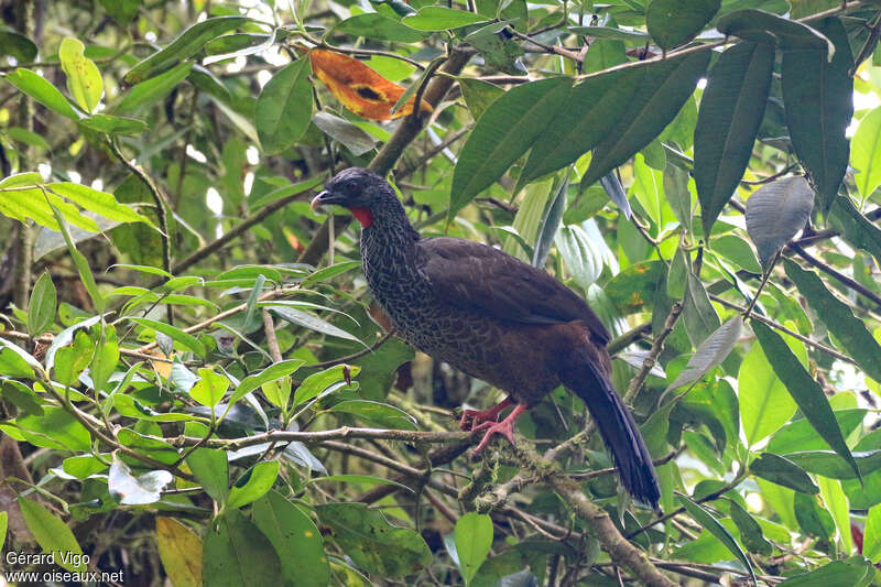 Andean Guanadult, habitat, pigmentation