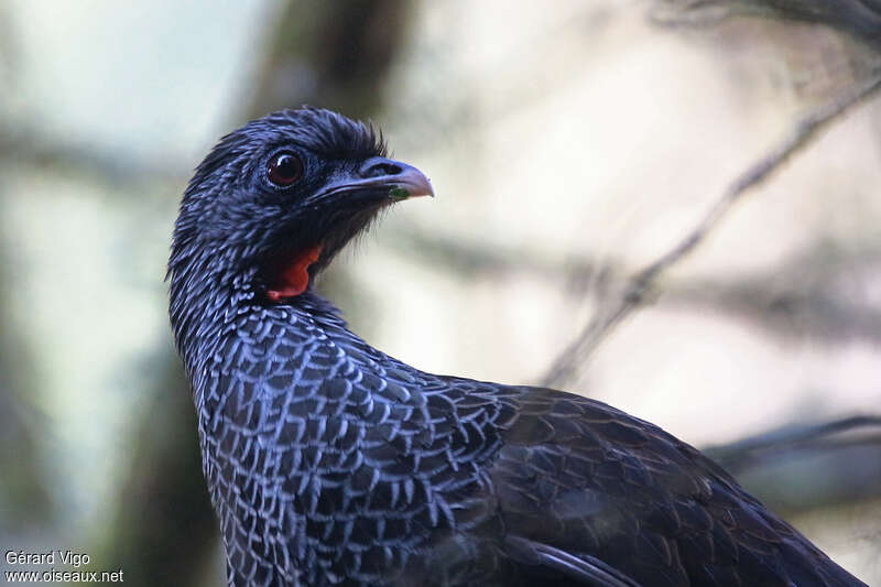 Andean Guanadult, close-up portrait