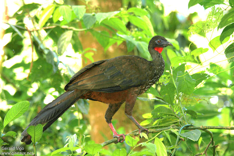 Pénélope panachéeadulte, identification