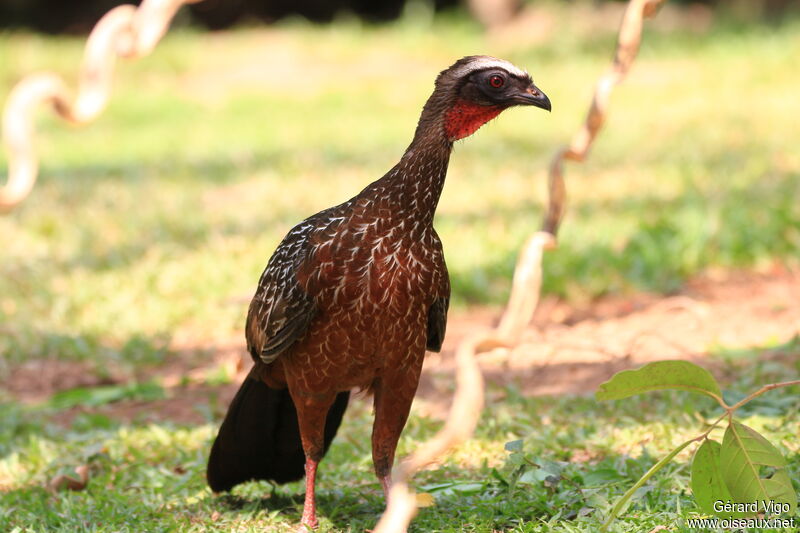 Dusky-legged Guanadult