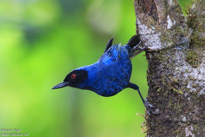 Masked Flowerpierceradult, pigmentation, Behaviour