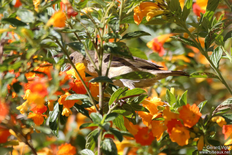 Percefleur rouilleux femelle adulte