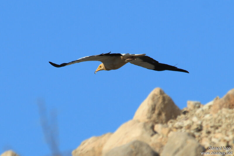 Egyptian Vultureadult, Flight