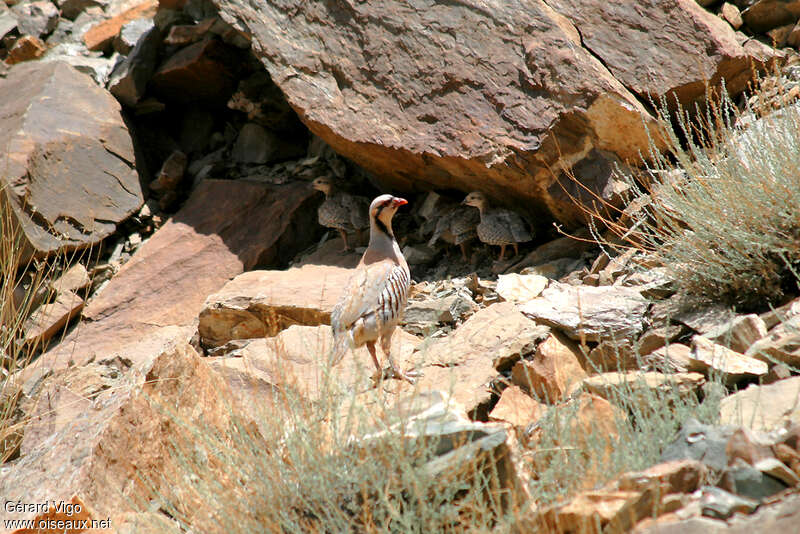 Perdrix choukar, habitat