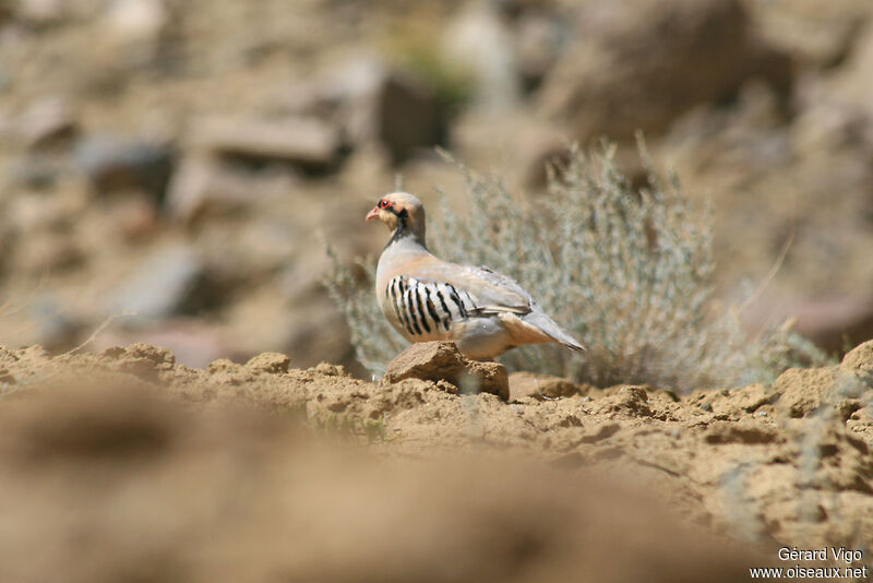 Chukar Partridgeadult