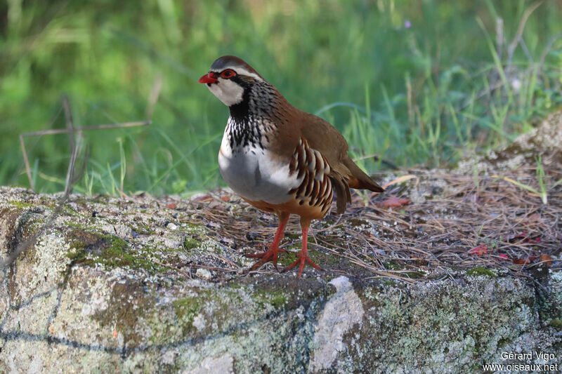 Red-legged Partridgeadult