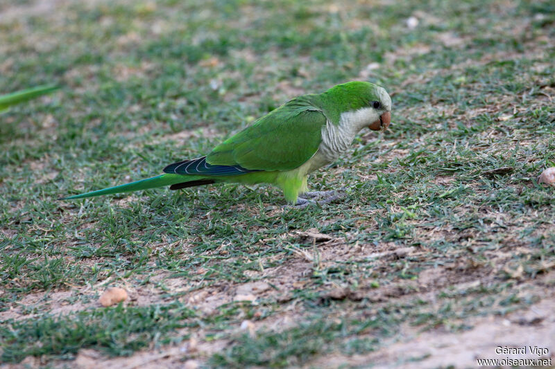 Monk Parakeetadult