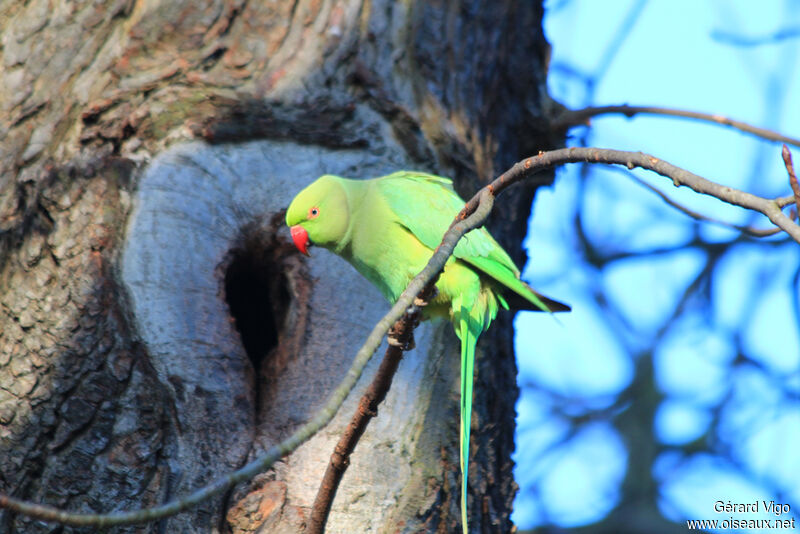 Rose-ringed Parakeet