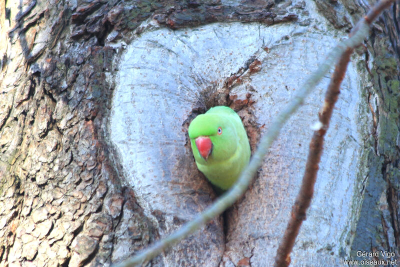 Rose-ringed Parakeet