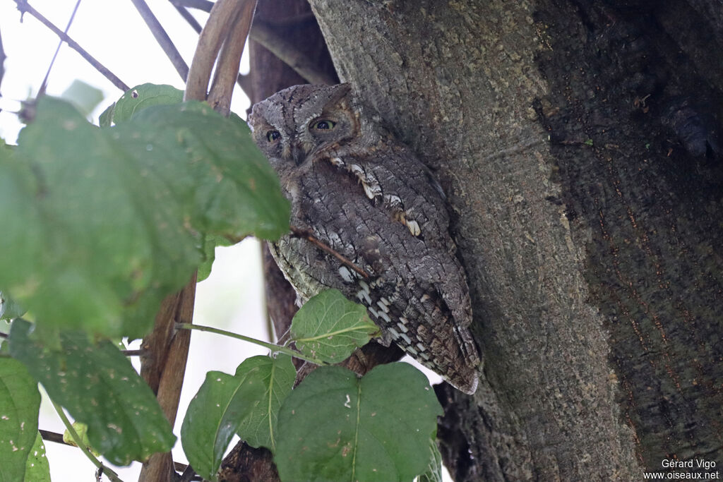 Petit-duc africainadulte