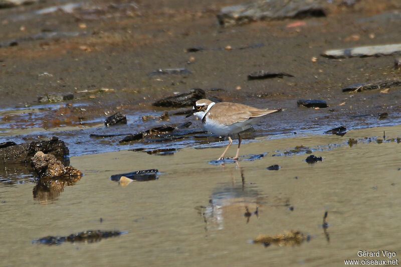 Little Ringed Ploveradult