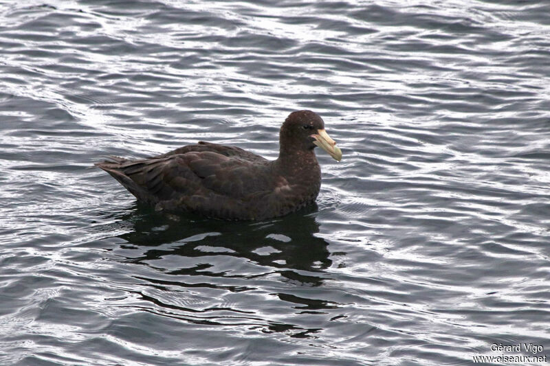 Southern Giant Petreljuvenile, swimming