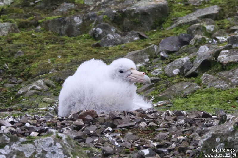 Southern Giant PetrelPoussin