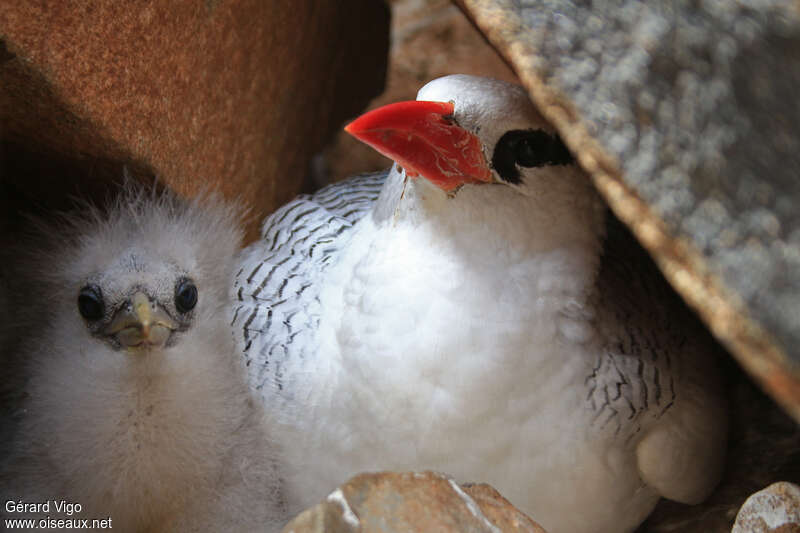 Red-billed Tropicbird, Reproduction-nesting