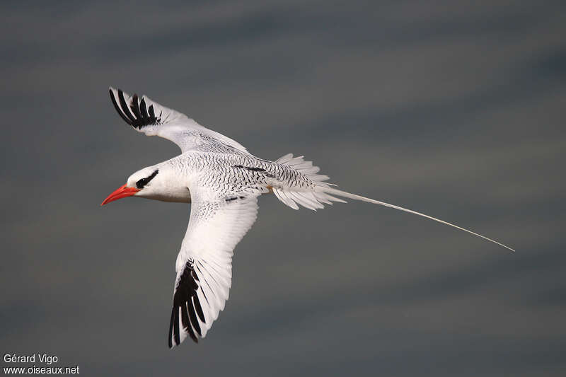 Red-billed Tropicbird female adult, identification