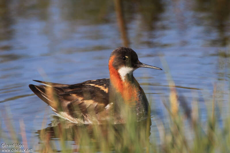 Red-necked Phalarope female adult breeding, close-up portrait