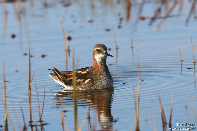 Phalarope à bec étroit femelle adulte nuptial