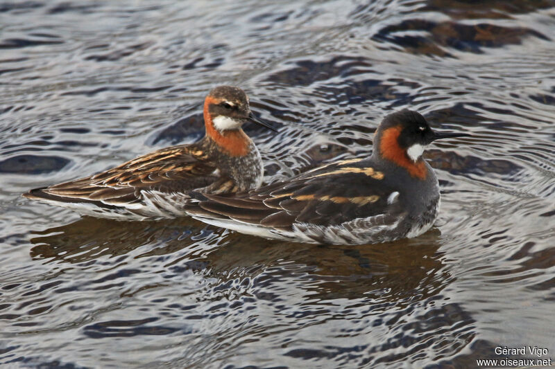 Red-necked Phalaropeadult